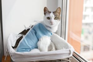 Ubranie dla kota po operacji – jakie wybrać, aby było ładne i wygodne? 1 Ubranie dla kota po operacji – jakie wybrac aby bylo ladne i wygodne